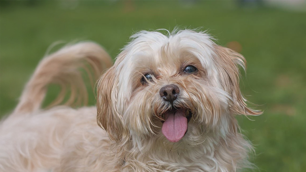 Tüy-Dökmeyen-Köpek-Cinsleri--Havanese-.jpg