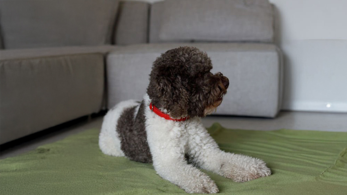 Tüy-Dökmeyen-Köpek-Cinsleri--Lagotto-Romagnolo-.jpg