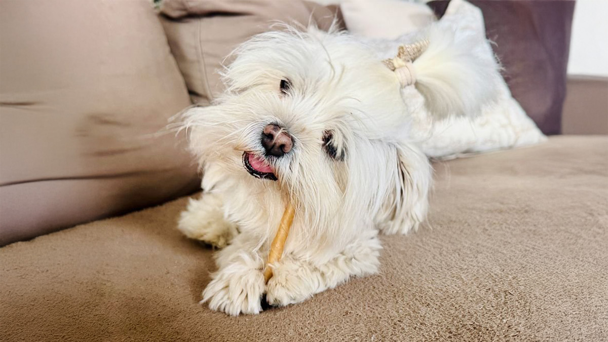Tüy-Dökmeyen-Köpek-Cinsleri--Maltese-Terrier--.jpg