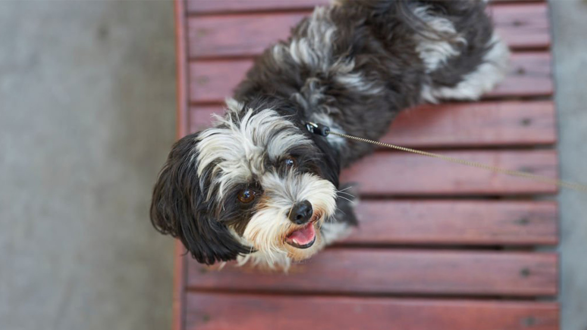 Tüy-Dökmeyen-Köpek-Cinsleri--Morkie-.jpg