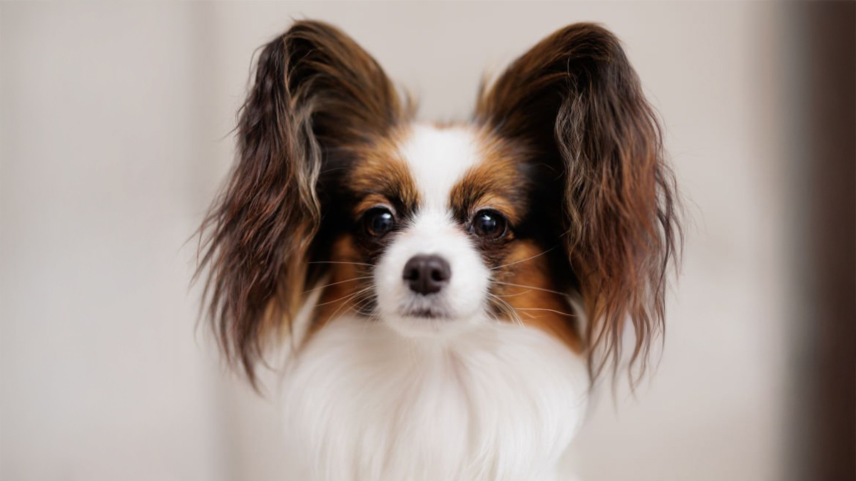 Tüy-Dökmeyen-Köpek-Cinsleri--Papillon-.jpg