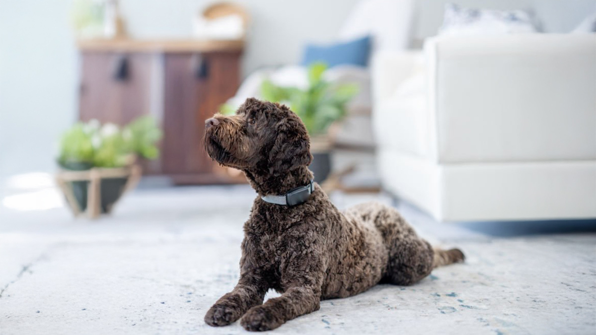 Tüy-Dökmeyen-Köpek-Cinsleri--Portuguese-Water-Dog-.jpg