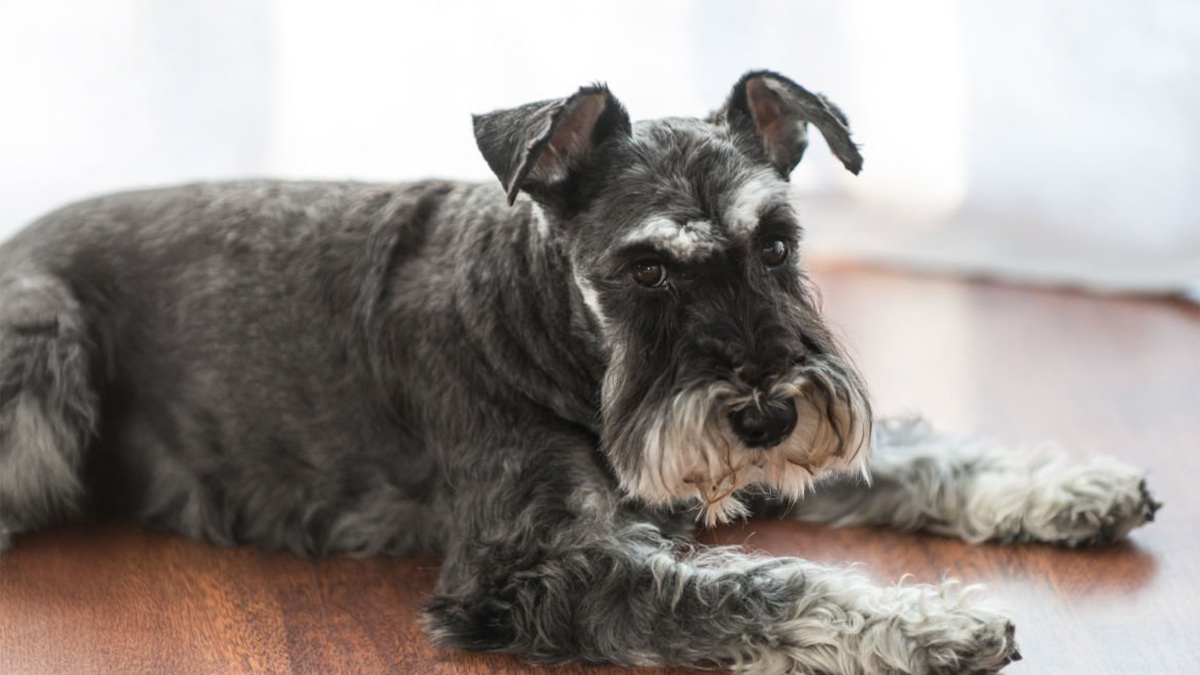 Tüy-Dökmeyen-Köpek-Cinsleri--Schnauzer-.jpg