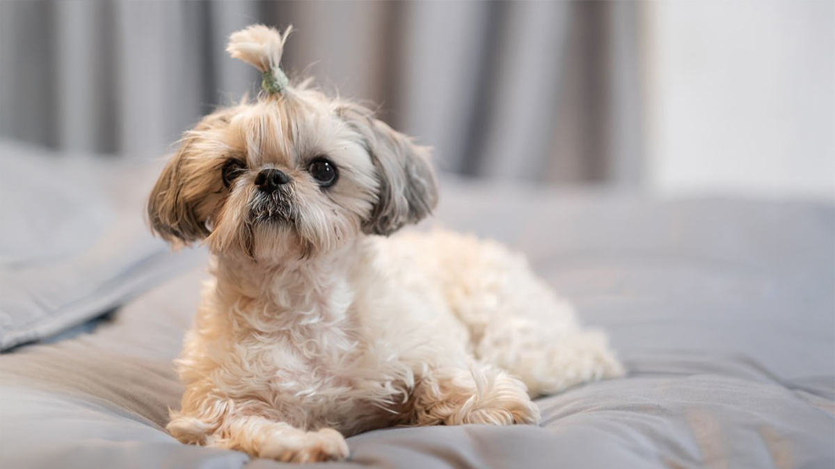 Tüy-Dökmeyen-Köpek-Cinsleri--Shih-Tzu-.jpg