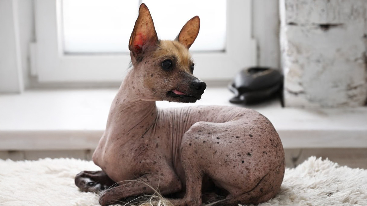 Tüy-Dökmeyen-Köpek-Cinsleri--Xoloitzcuintli--.jpg