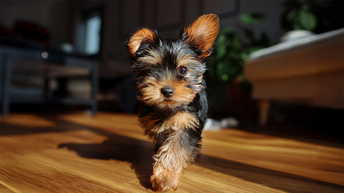 Tüy-Dökmeyen-Köpek-Cinsleri--Yorkshire-Terrier-.jpg