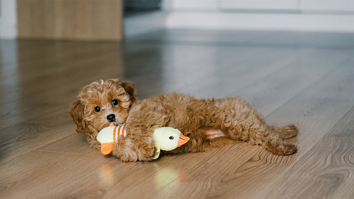 Tüy-Dökmeyen-Köpek-Cinsleri-Maltipoo-.jpg