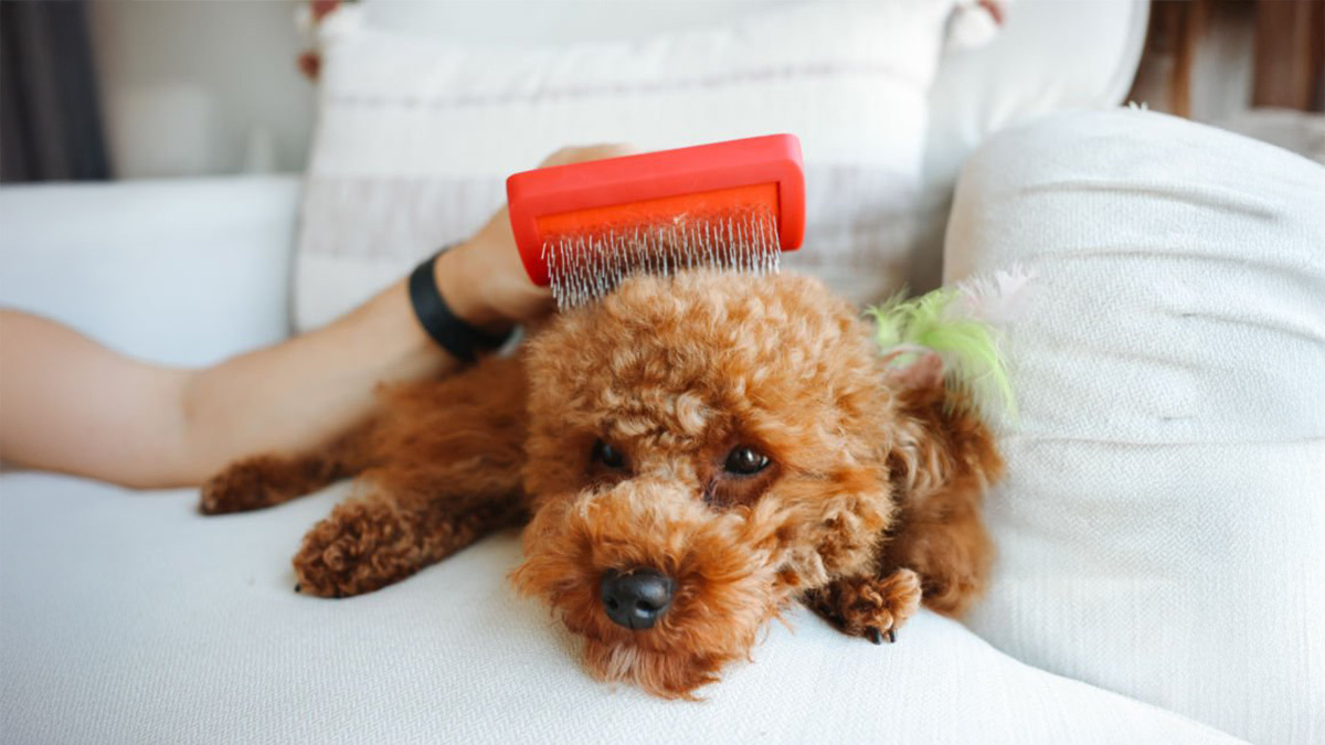 Tüy-Dökmeyen-Köpek-Cinsleri-Poodle.jpg