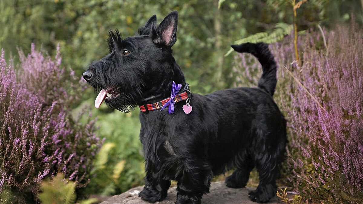 Tüy-Dökmeyen-Köpek-Cinsleri-İskoç-Terrier-.jpg