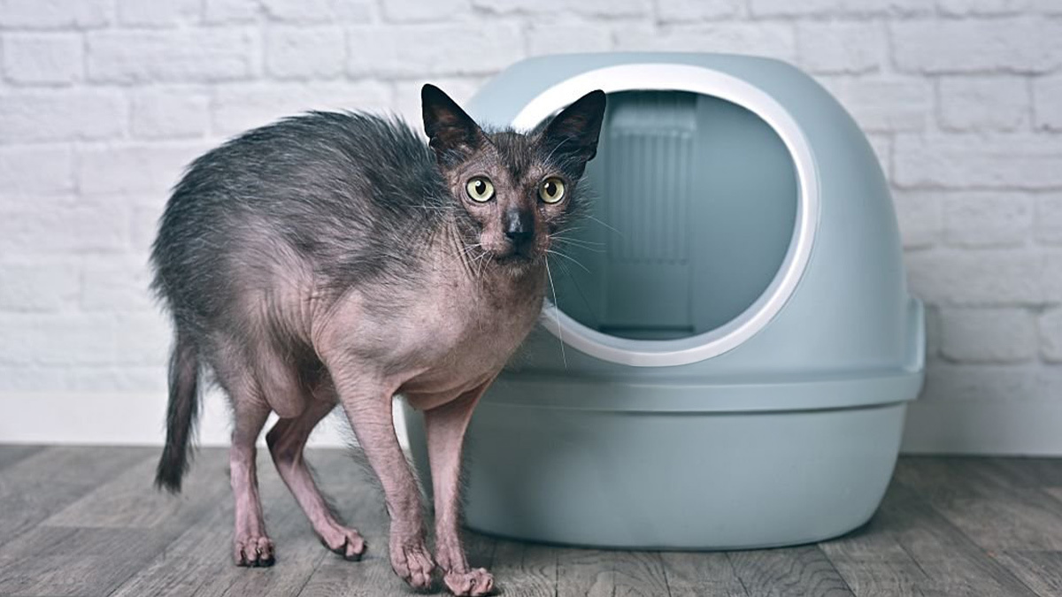 Tüysüz-Kedi-Cinsleri--Lykoi-.jpg