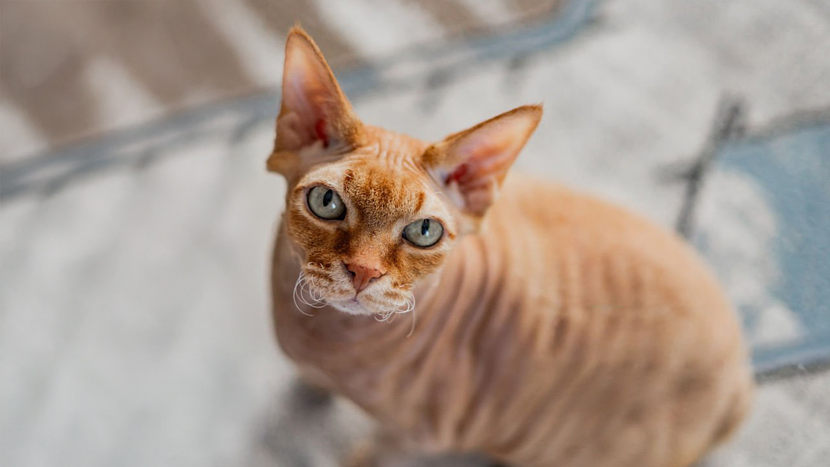 Tüysüz-Kedi-Cinsleri-Donskoy-.jpg