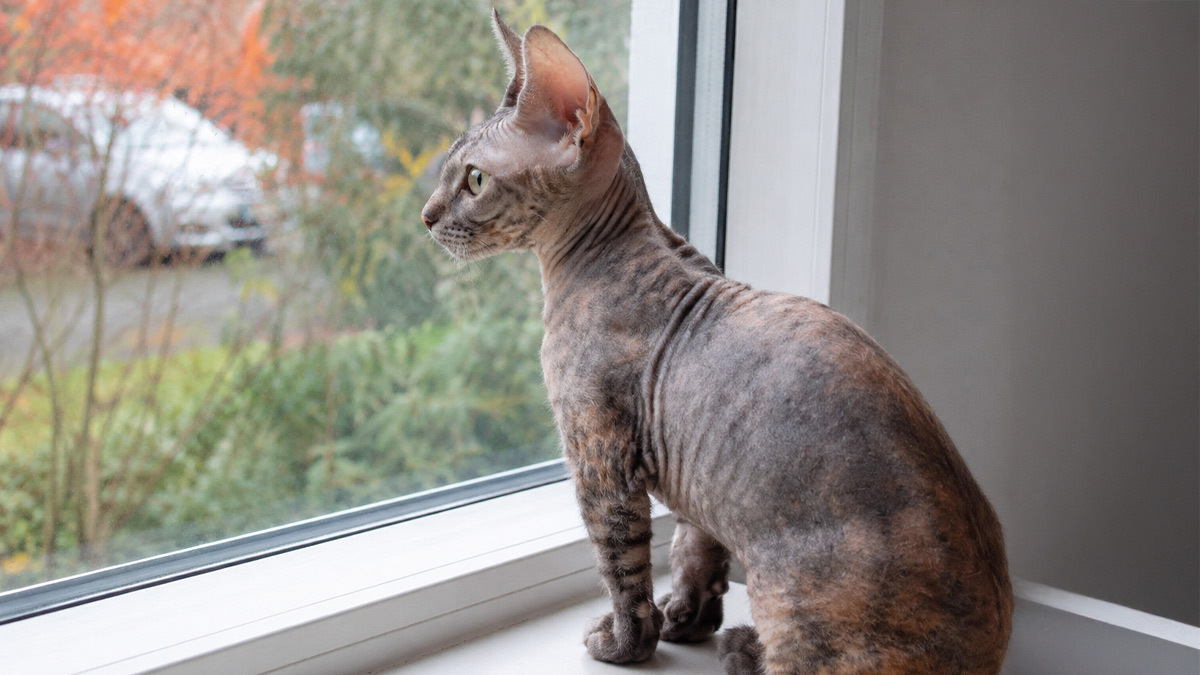 Tüysüz-Kedi-Cinsleri-Ukrainian-Levkoy-Kedisi-.jpg