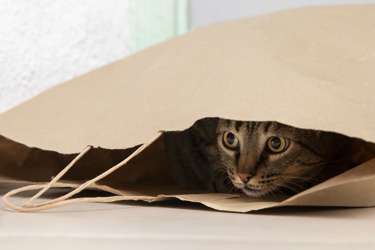 karton poşette saklanan kedi