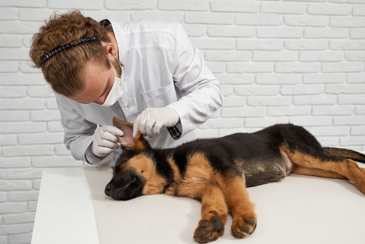 fiziksel muayenesi yapılan köpek