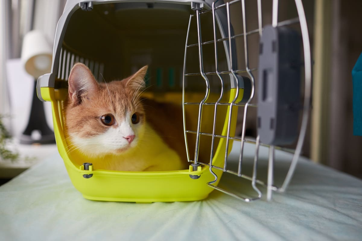 taşıma çantasında uslu uslu oturan kedi