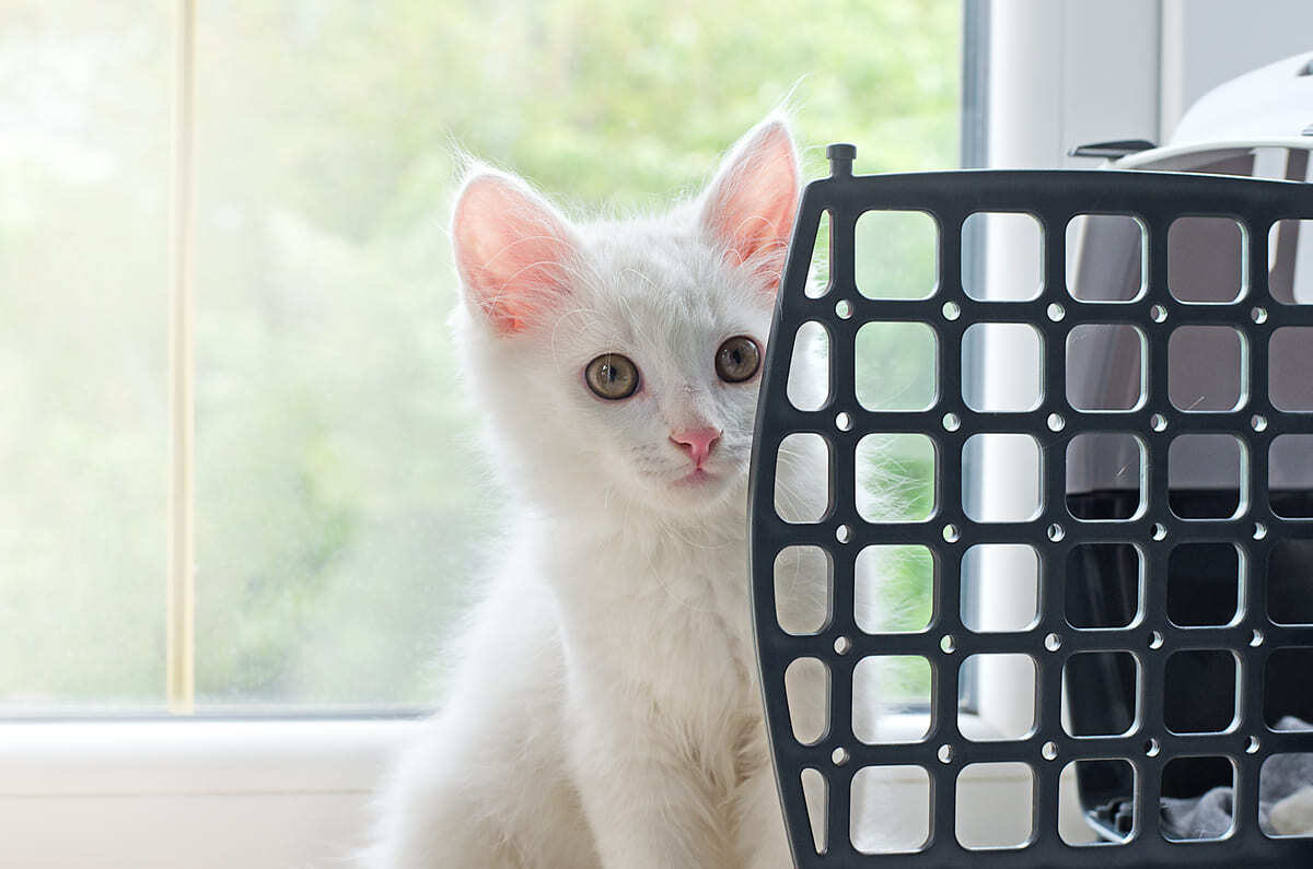 taşıma çantasının arkasında duran kedi