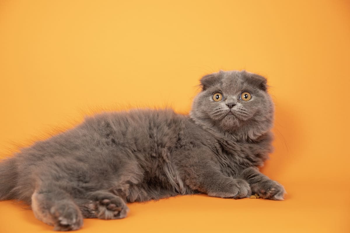 yan yatan kedi