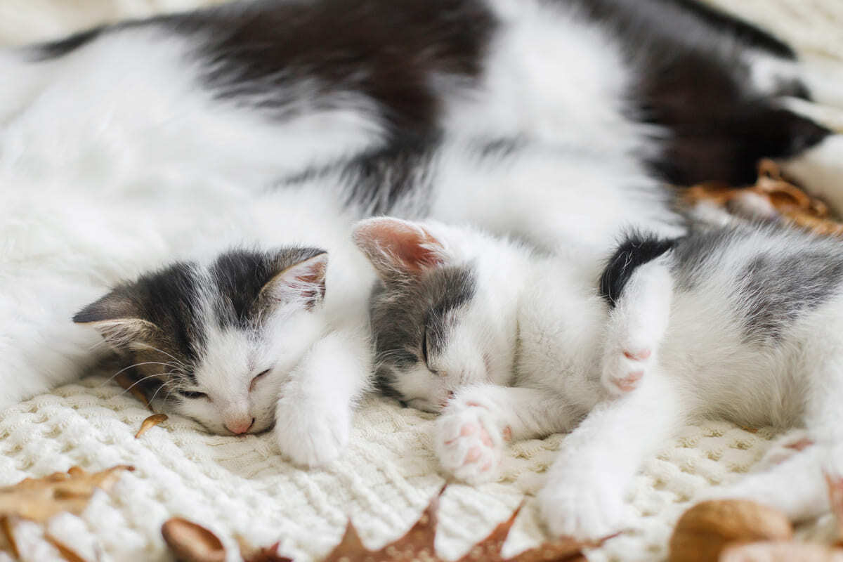 yan yana uyuyan 3 yavru kedi