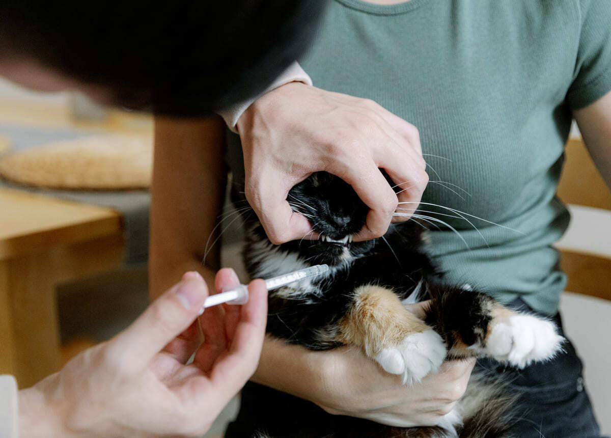 aşı yapılan kedi