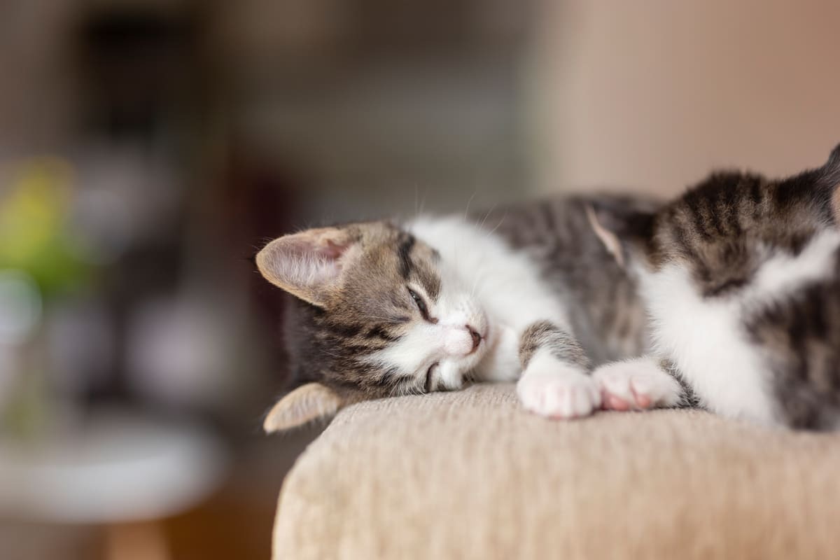 hâlsiz yatan kedi