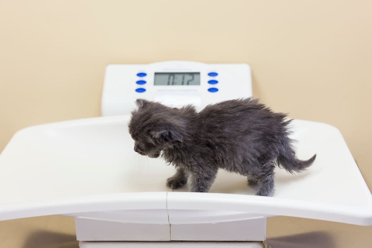 kilosu ölçülen kedi