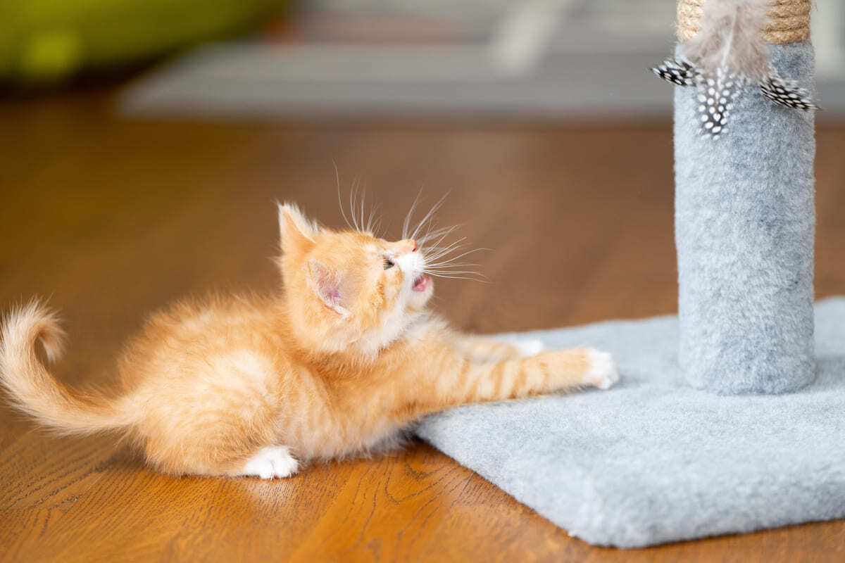 kedi tırmalama tahtasıyla oynayan yavru kedi
