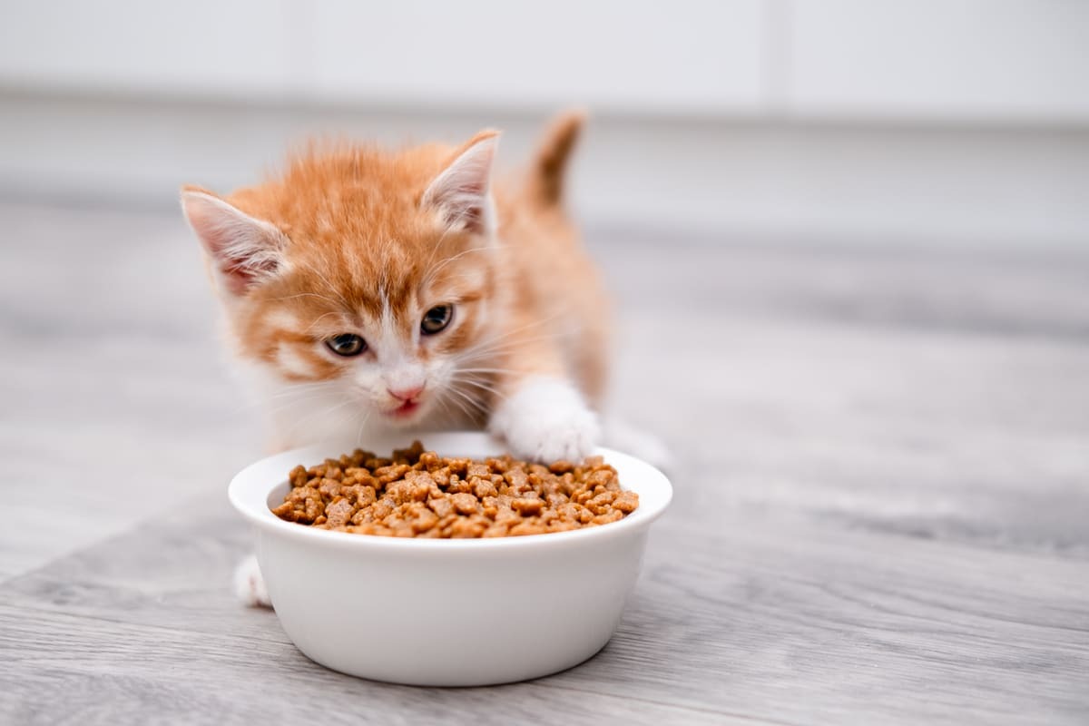 mama kasesinin önünde duran yavru kedi