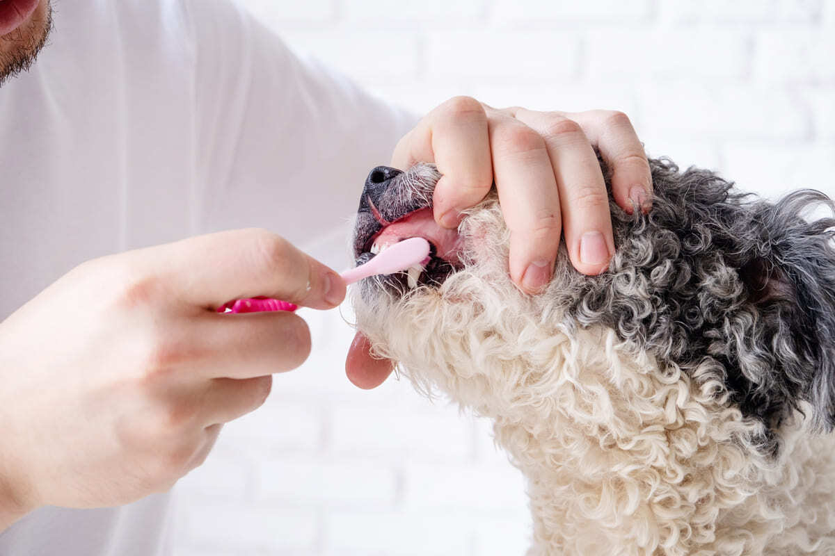 diş temizliği yapılan köpek