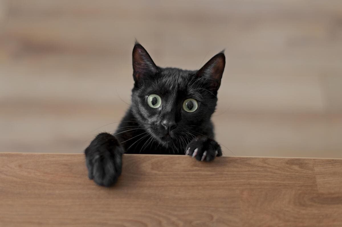 Yavru-Siyah-Kedi-İsimleri.jpg