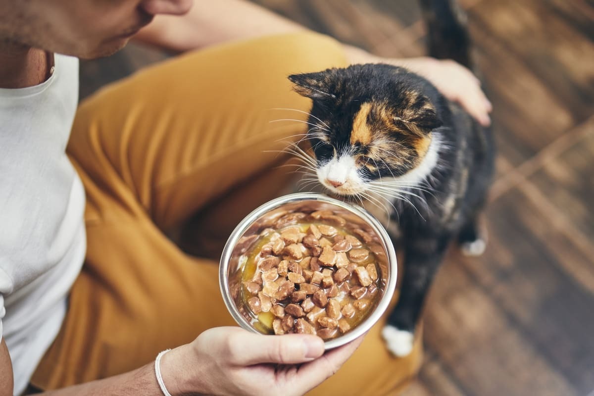 yaş mama dolu kaseye uzanan kedi