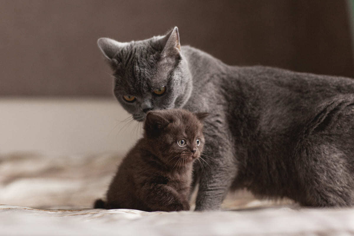 yavru ve yetişkin British Shorthair kedileri