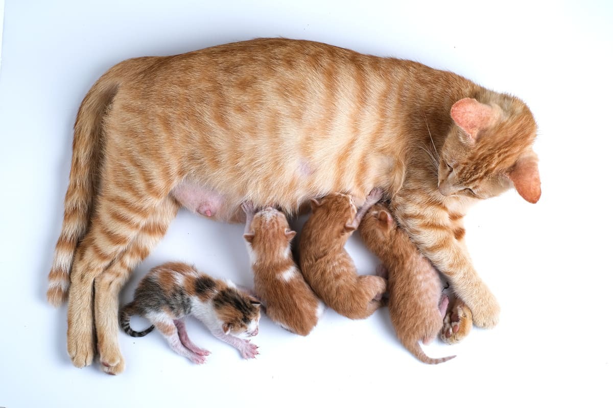 Yeni-Doğmuş-Kedi-Bakımı-Anne-Kedinin-Durumuna-Göre-Değişir.jpg