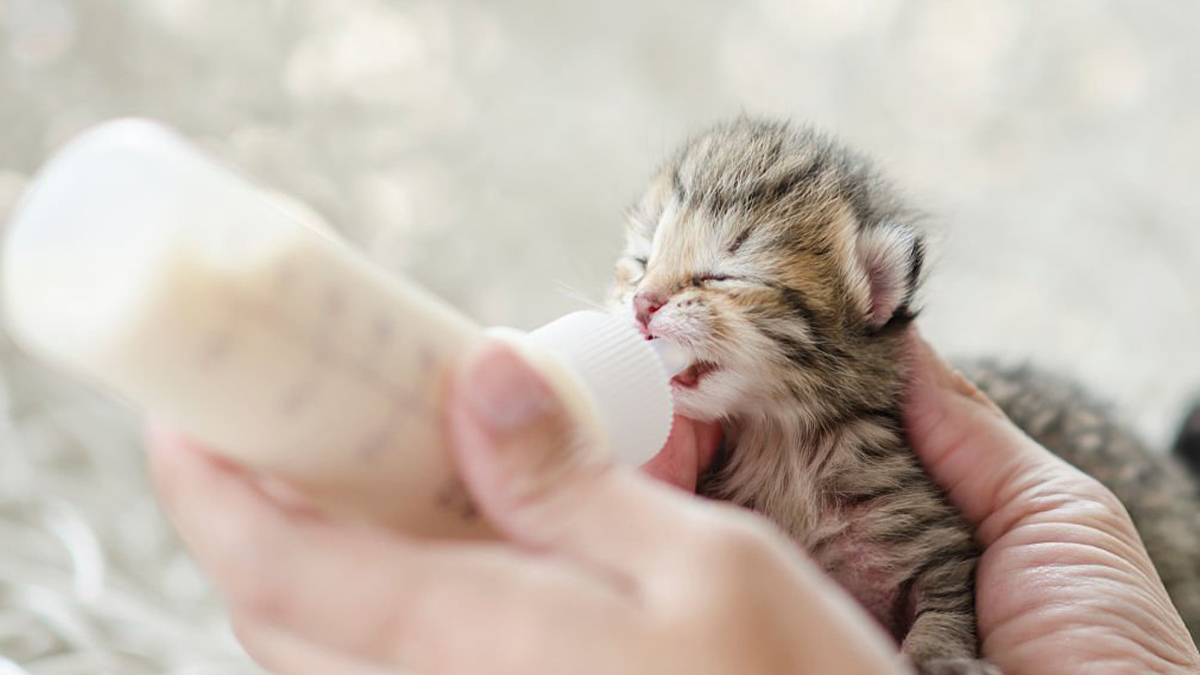 Yeni-Doğmuş-Kedi-Nasıl-Bakılır3.jpg