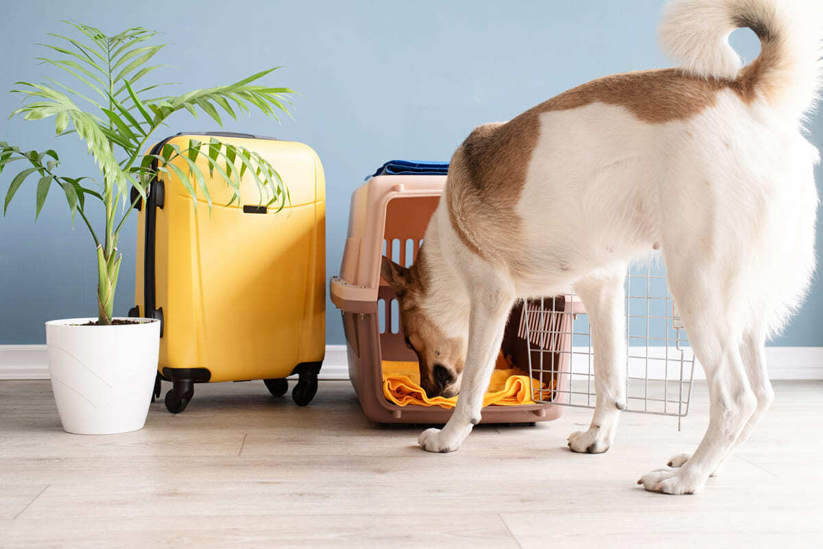 taşıma kafesini koklayan köpek