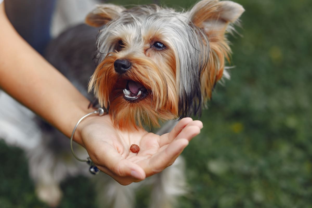 Yorkshire-Terrier