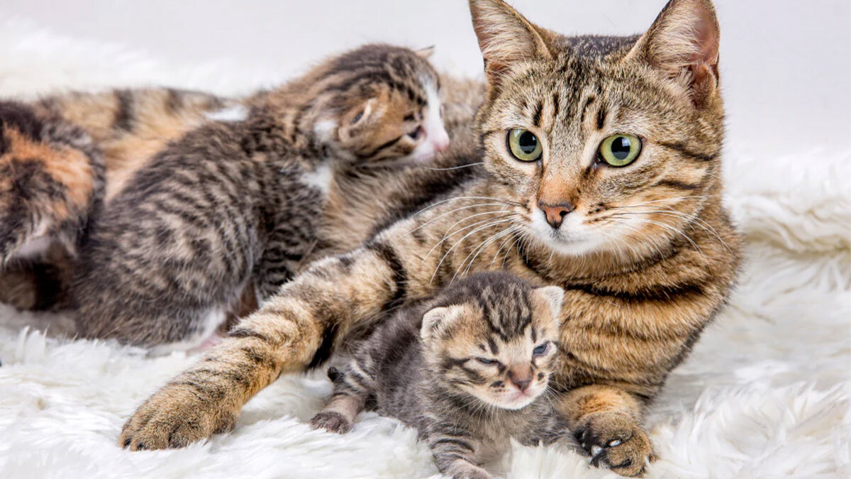 _---Kediler-Kaç-Ayda-Doğurur-3.jpg