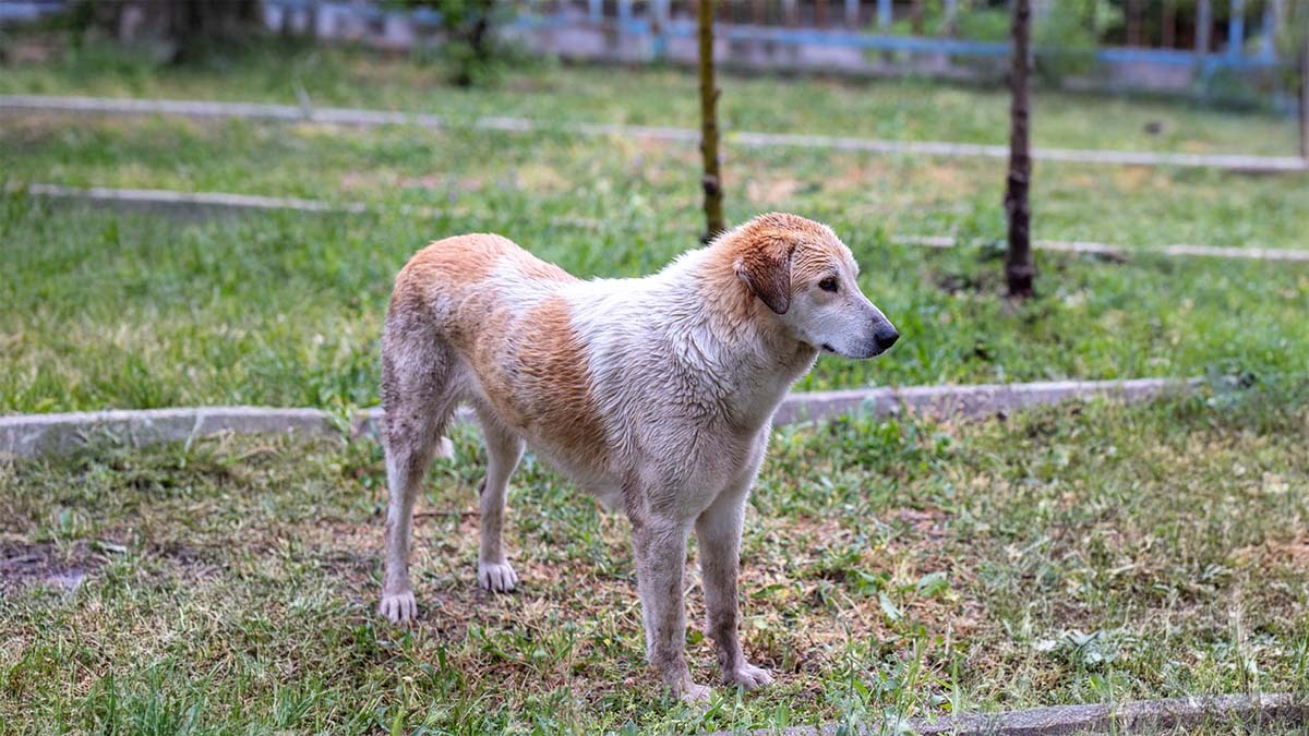 akbas-kopek-kirmalari.jpg