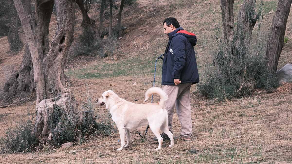 akbas-kopek-ozellikleri.jpg