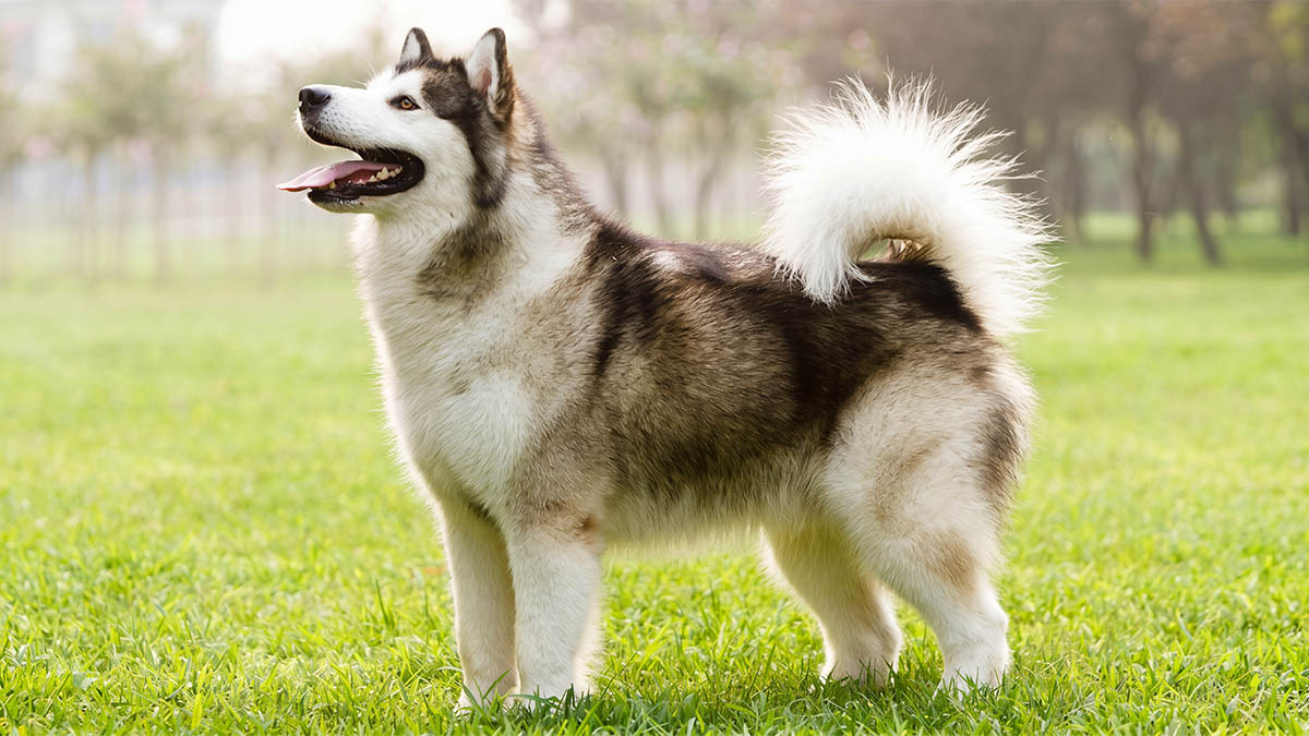 alaska-malamute.jpg