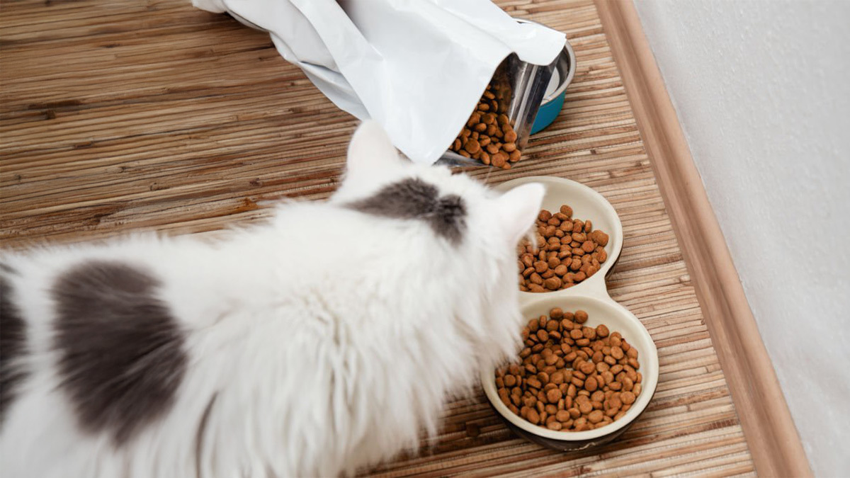 alerjen-azaltan-kedi-mamasi-nasil-calisir.jpg