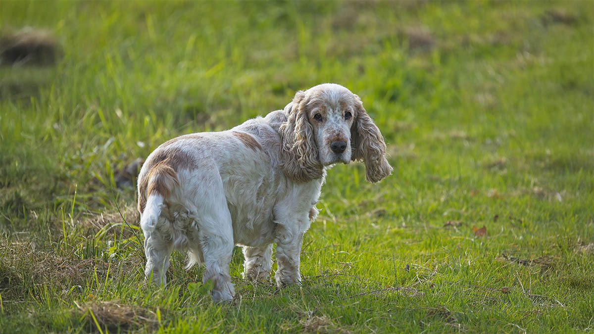 american-cocker-spaniel.jpg