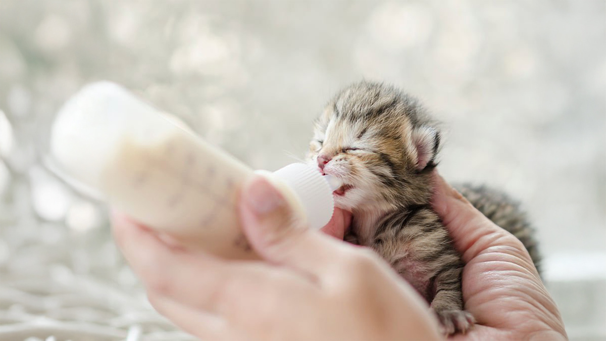anne-kedi-yavrularini-reddederse-ne-yapilmali.jpg