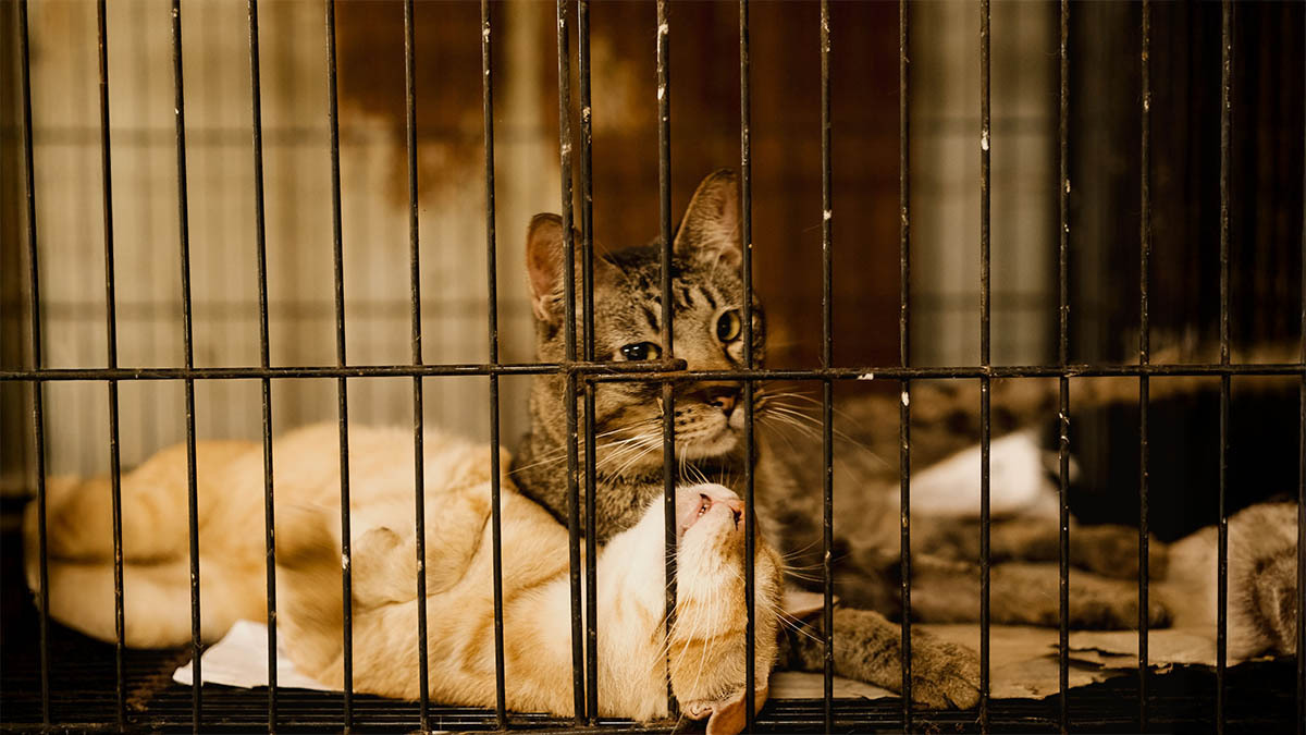 barinaktan-kedi-sahiplenme-sartlari.jpg