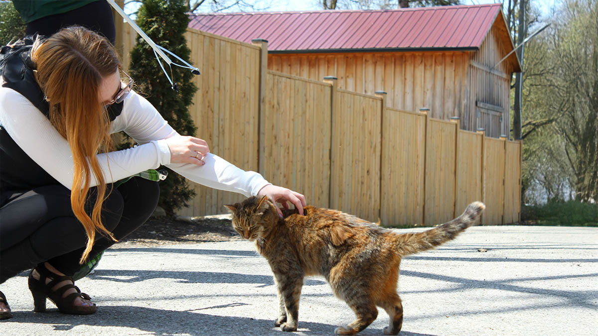barinaktan-kedi-sahiplenme-sureci-nasil-isler.jpg