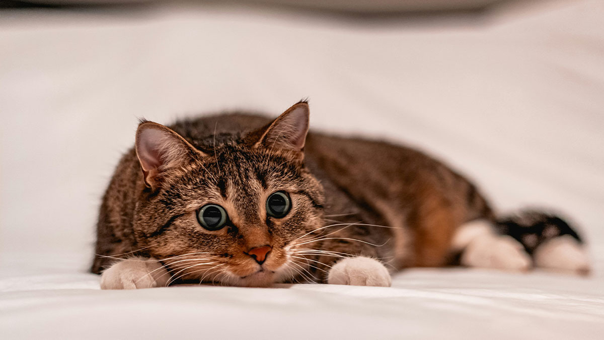 barinaktan-kedi-sahiplenmenin-avantajlari.jpg