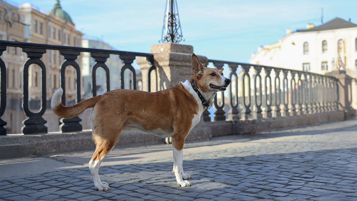 basenji.jpg