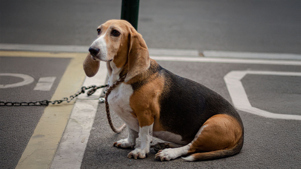 basset-hound.jpg