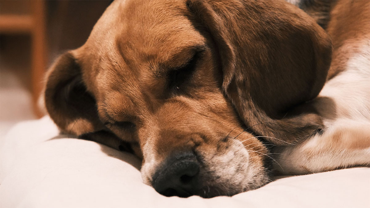 beagle-1.jpg