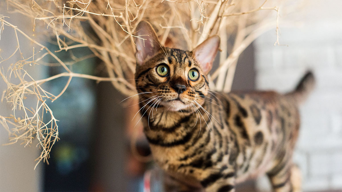 bengal.jpg