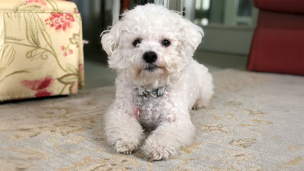 bichon-frise.jpg